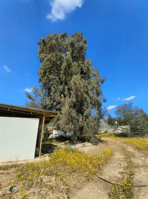 ט"ו בשבט או כמו שאני קורא לו, יום&nbsp;האב